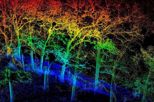 Forest canopy scan thumbnail